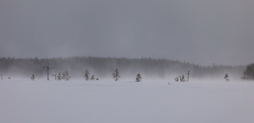um campo coberto de neve com árvores à distância