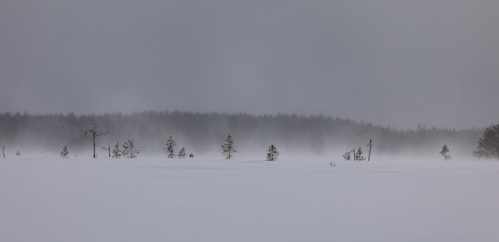 a snow covered field with trees in the distance