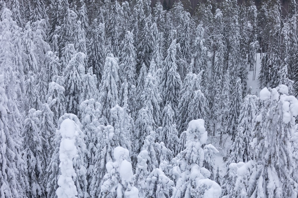 Un bosque lleno de muchos árboles cubiertos de nieve