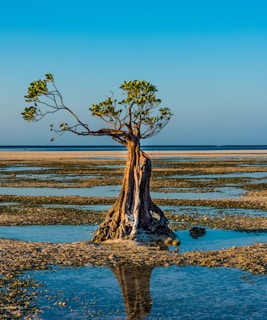 a tree that is standing in the water