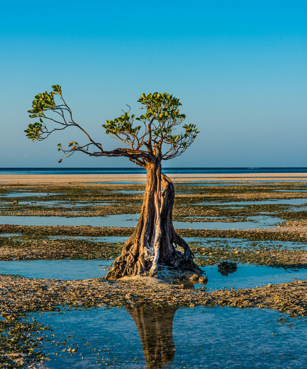 a tree that is standing in the water