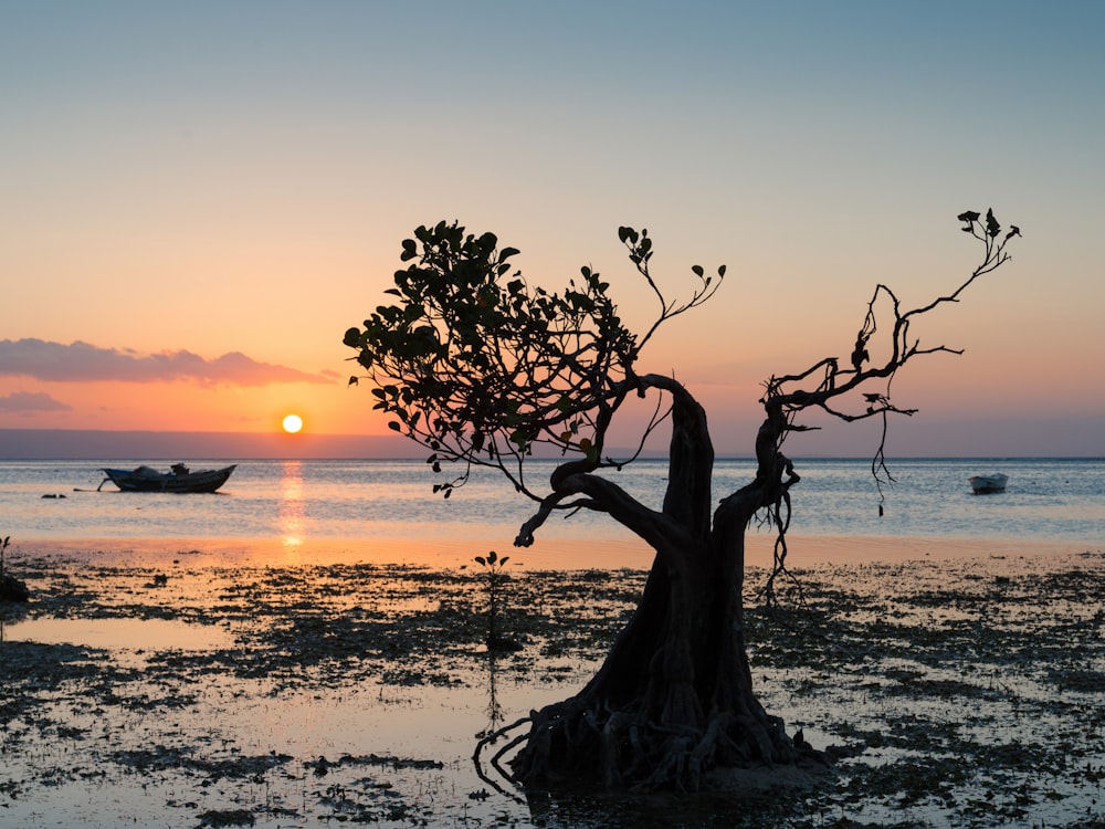 a tree that is sitting in the sand