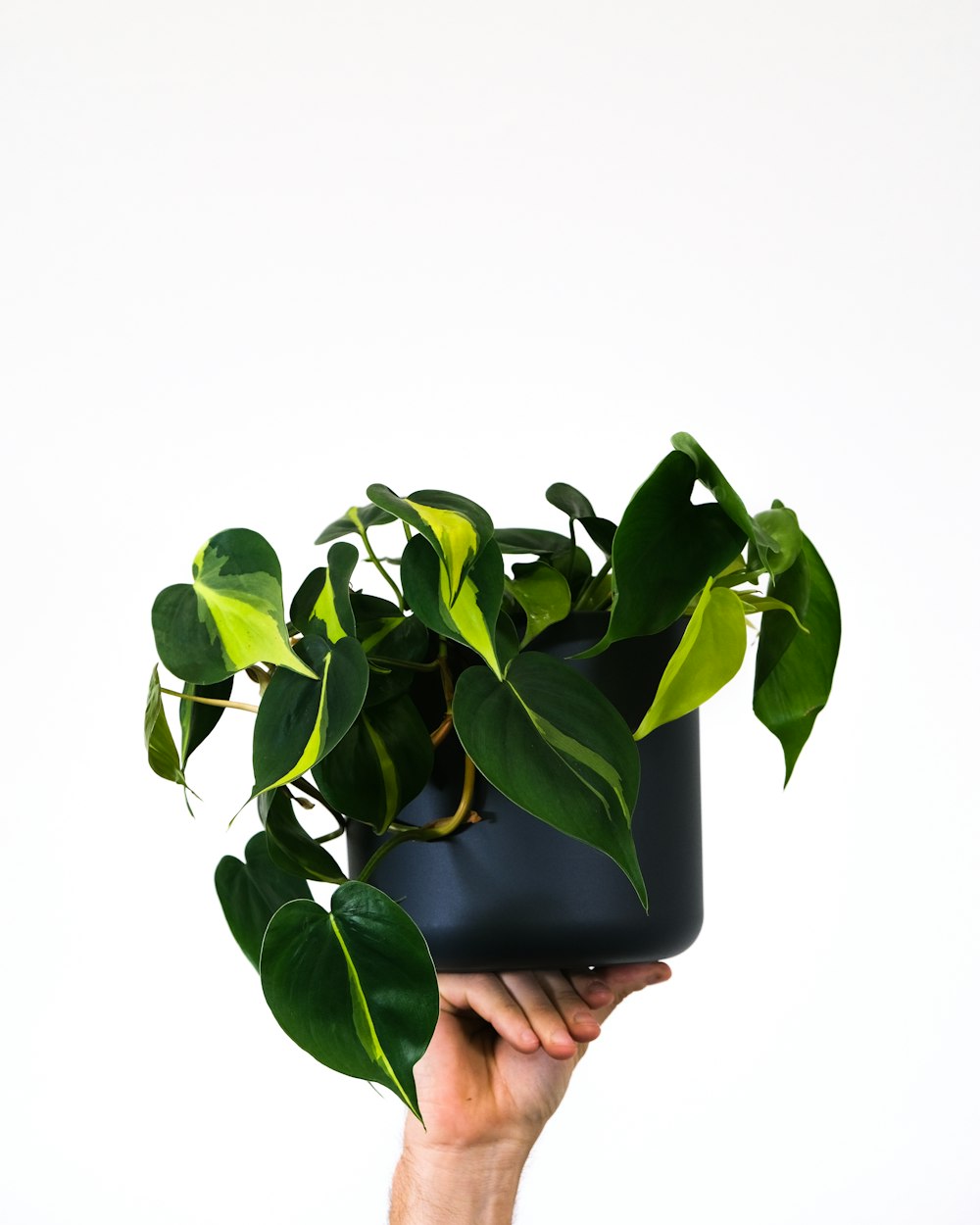 a hand holding a potted plant with green leaves