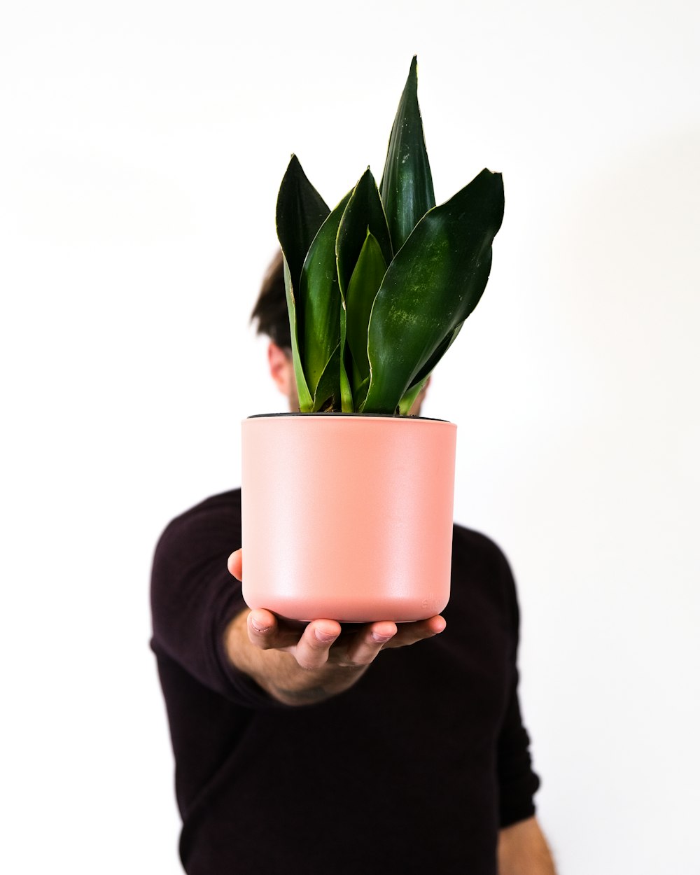 a person holding a potted plant in their hands