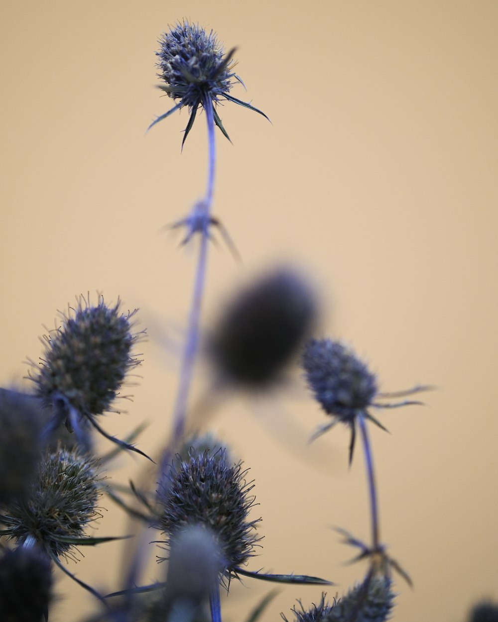 a close up of a flower with a yellow background