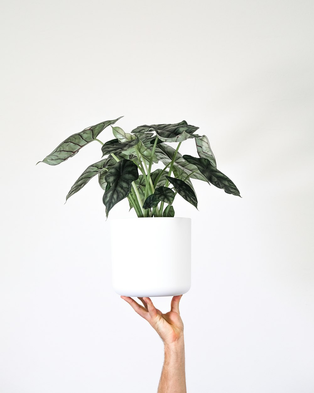 a hand holding a plant in a white pot