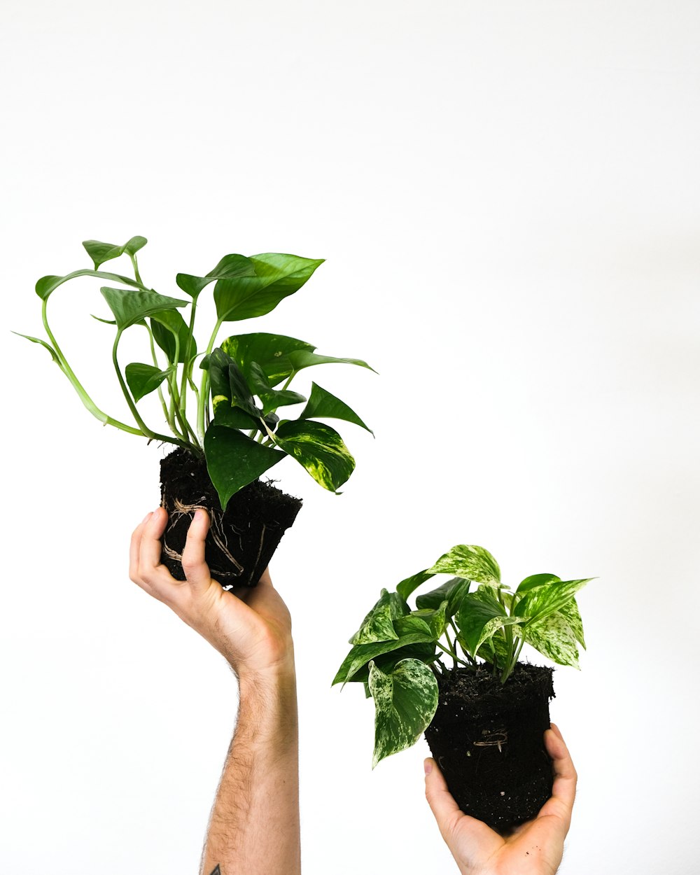 a person holding a plant in their hands