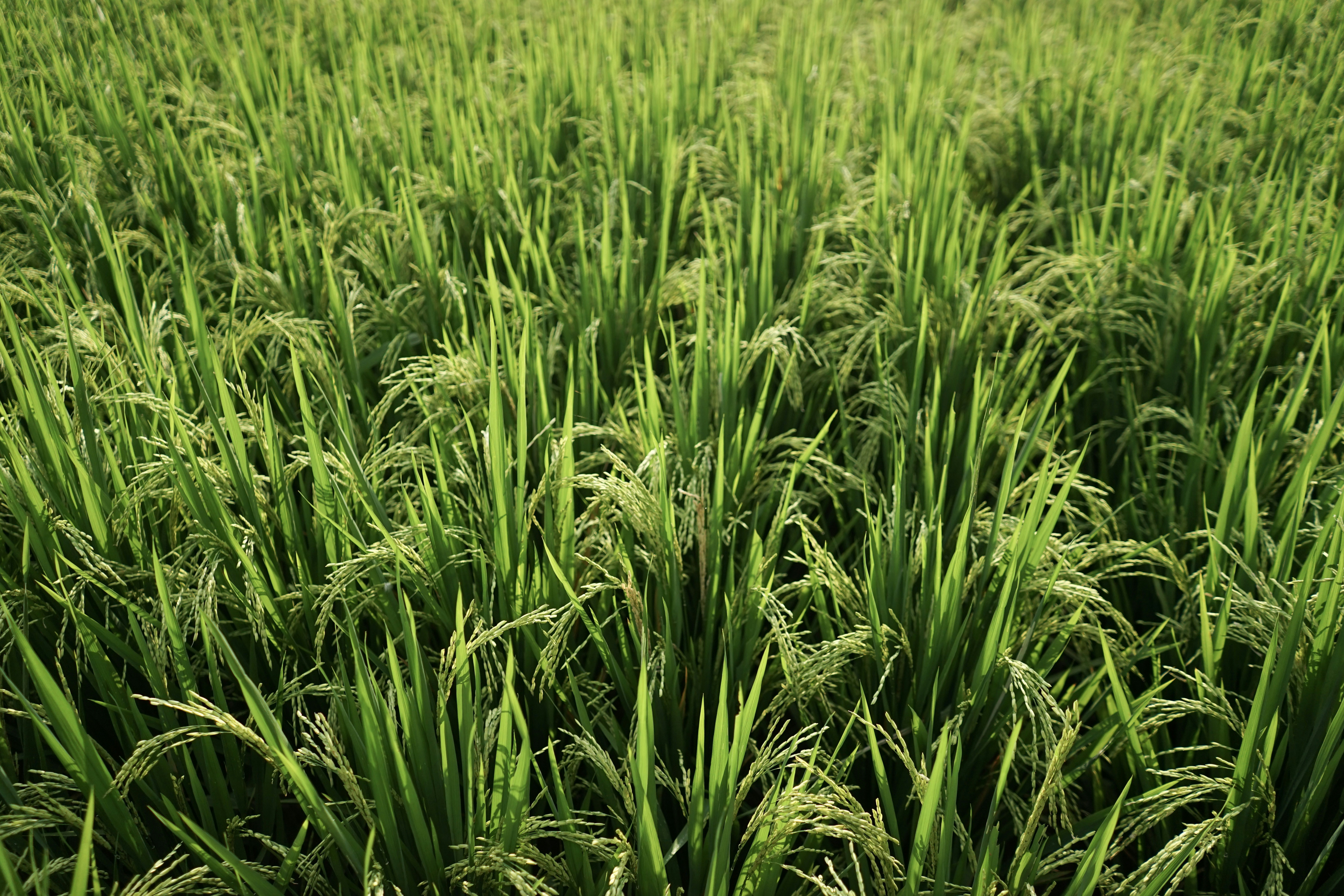 Photo by veragorbunova