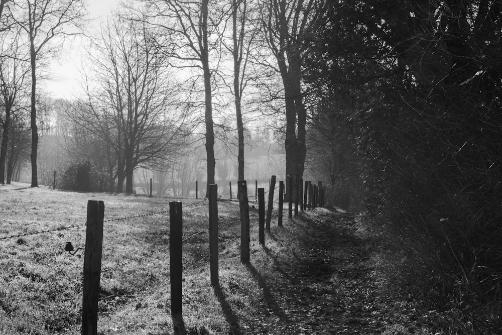 a black and white photo of a fence in the woods