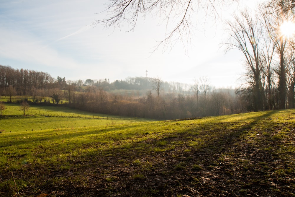 a grassy field with trees in the background