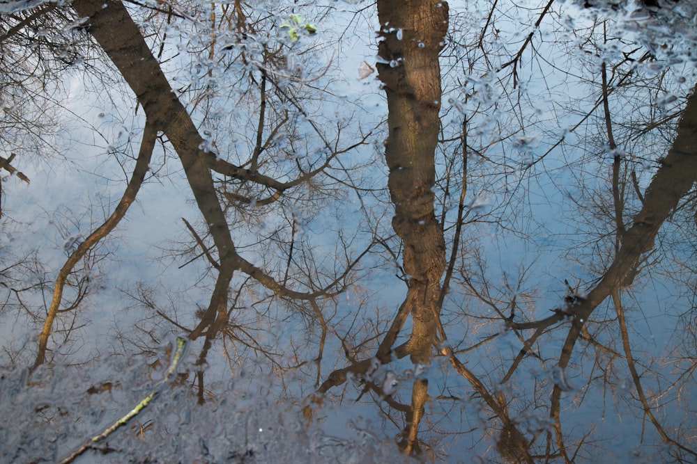 a reflection of trees in a puddle of water