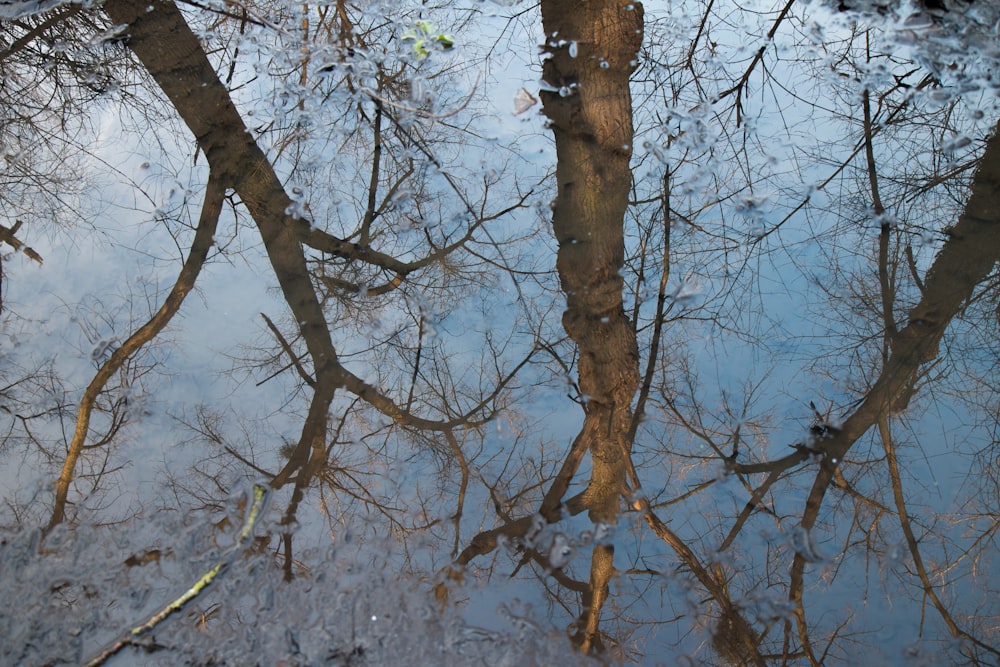 ein Spiegelbild von Bäumen in einer Wasserpfütze