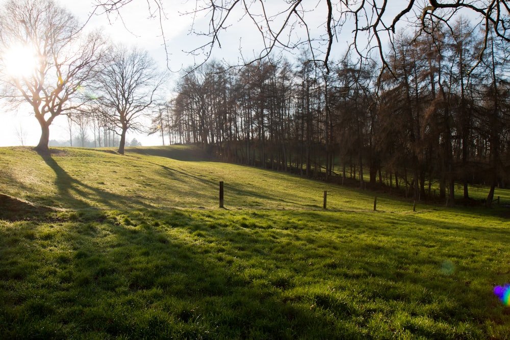 a grassy field with trees in the background