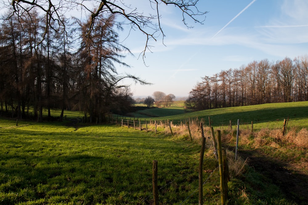 ein grasbewachsenes Feld mit Bäumen im Hintergrund