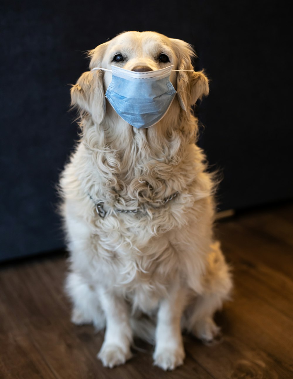 a dog wearing a face mask sitting on a wooden floor