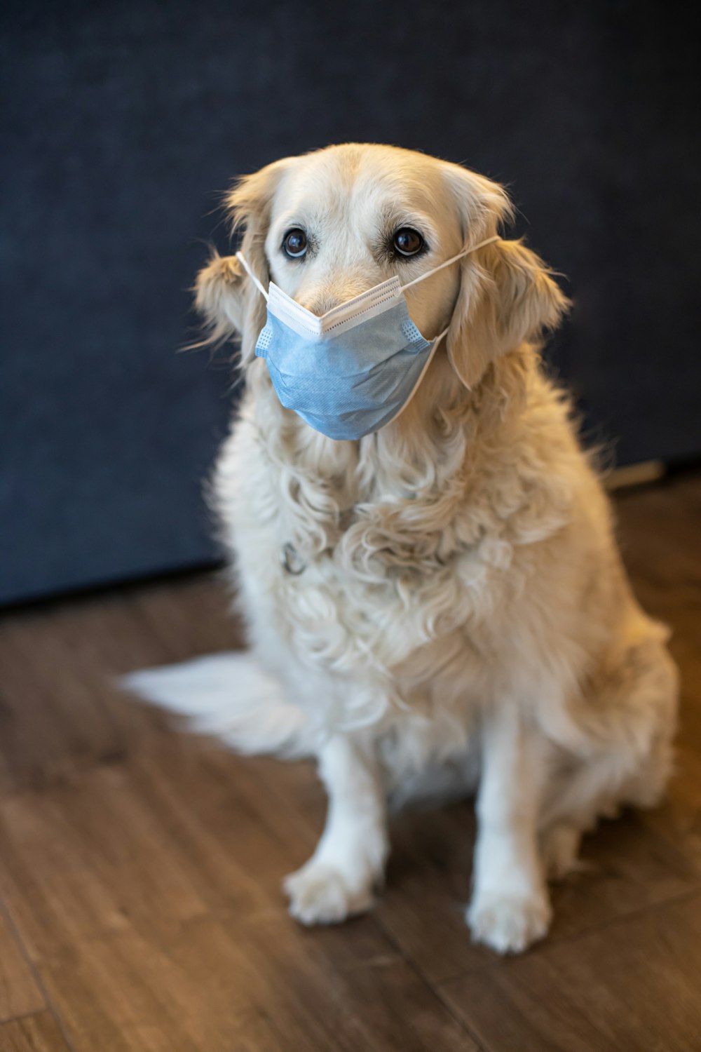 Ein Hund mit Gesichtsmaske sitzt auf einem Holzboden