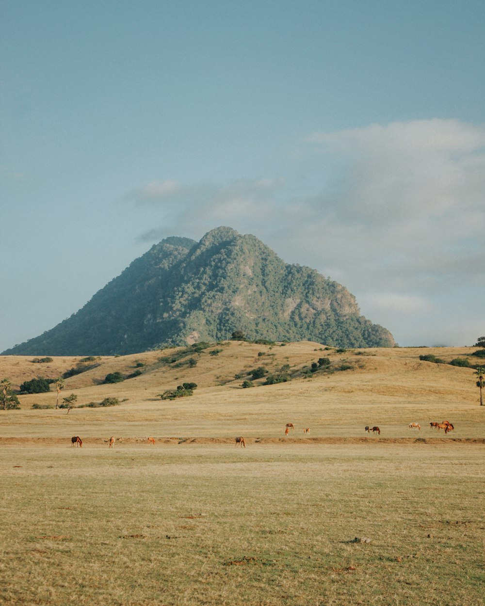 a group of horses grazing in a field with a mountain in the background