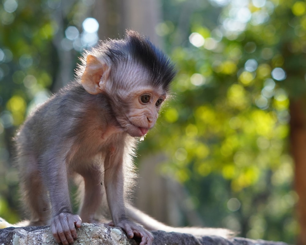 a small monkey sitting on top of a rock