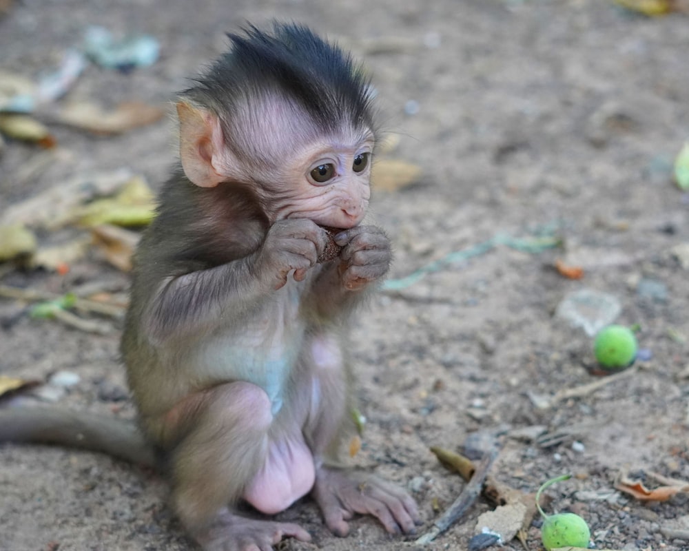 a small monkey sitting on the ground eating something
