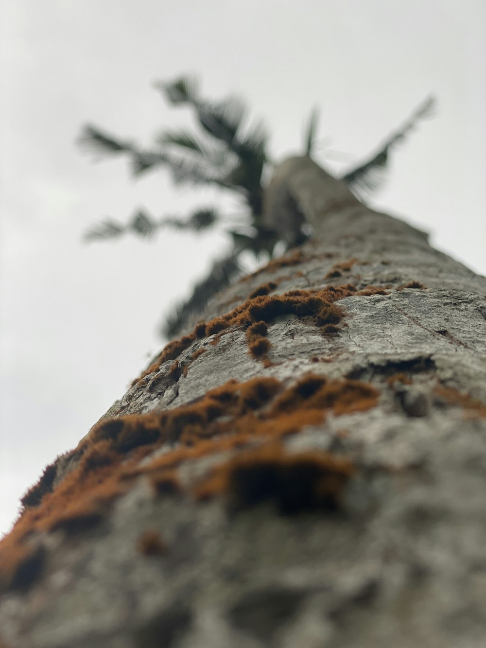 a close up of a tree trunk with a sky background
