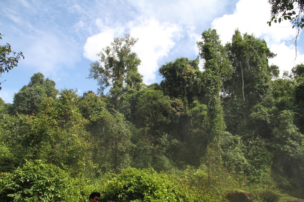 a man riding a horse through a lush green forest