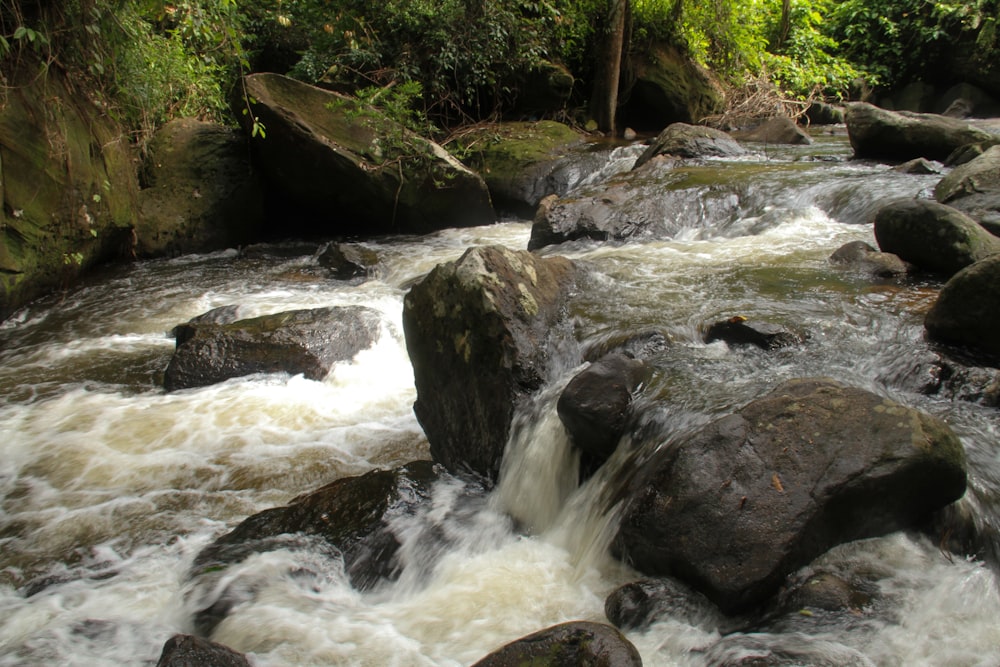 a river running through a lush green forest