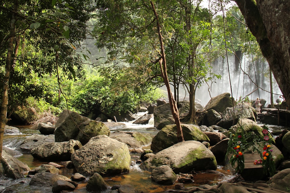 a stream running through a lush green forest