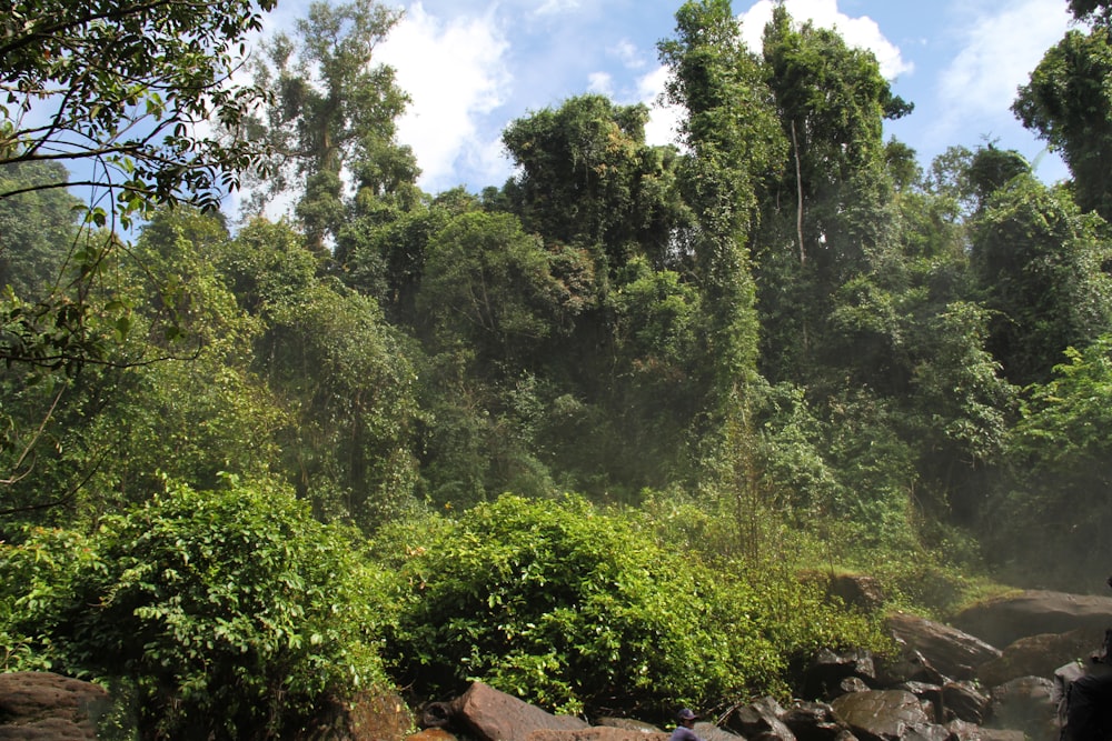 a lush green forest filled with lots of trees