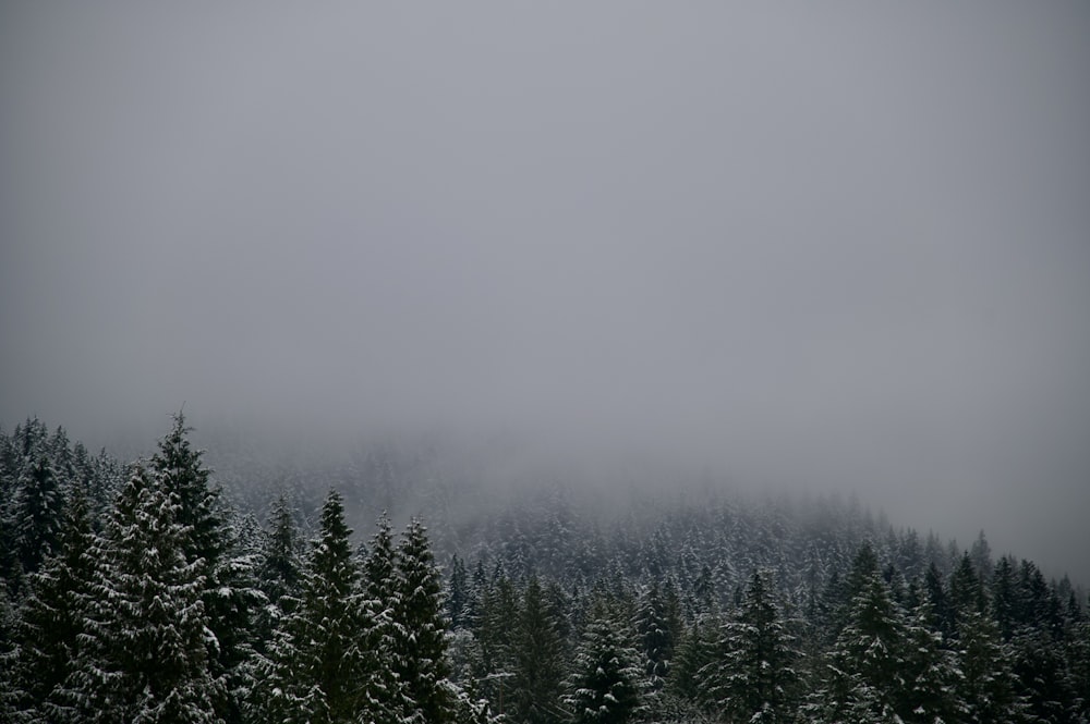 a forest covered in snow next to a mountain