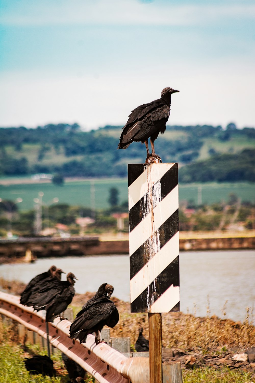 a group of birds sitting on top of a sign