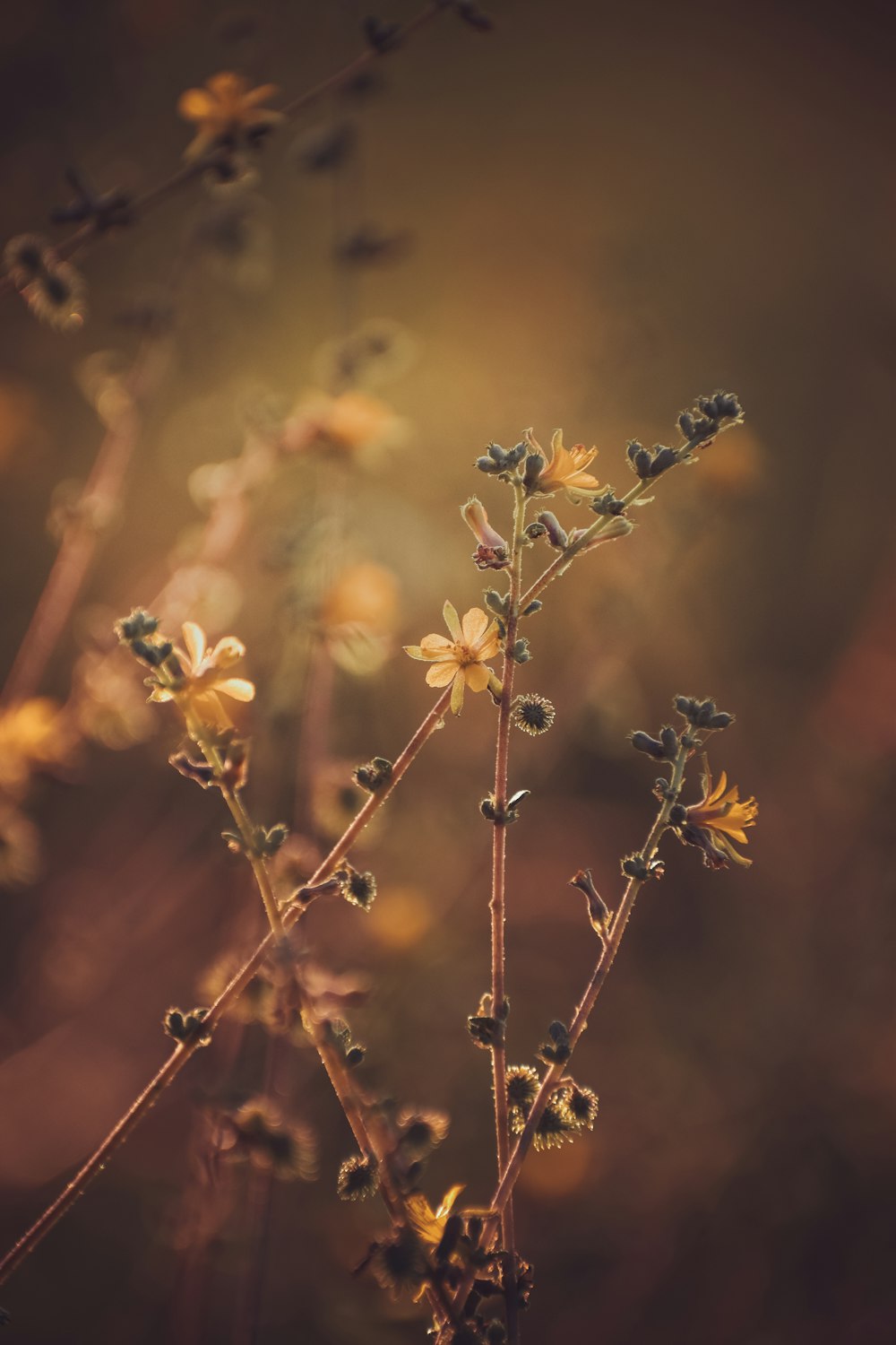 a close up of a plant with yellow flowers