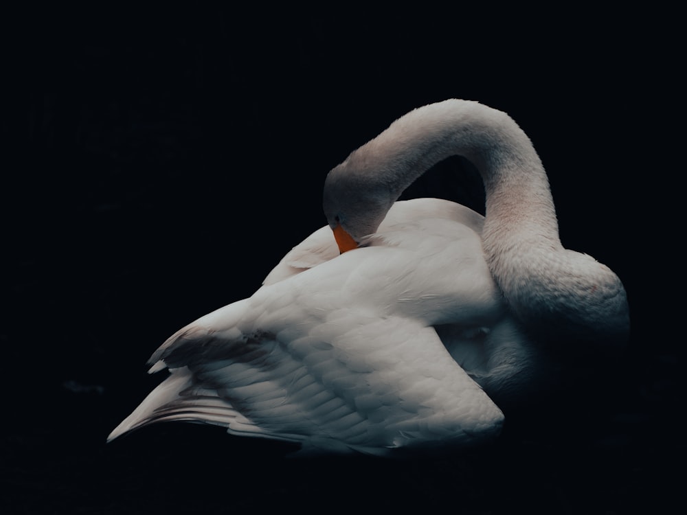 a white swan is floating in the water