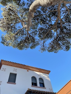 a white building with a tree in front of it