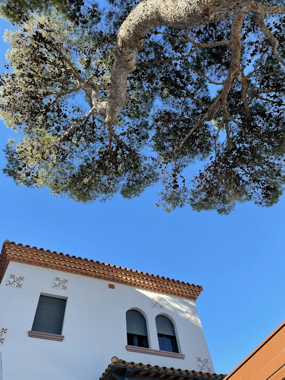 a white building with a tree in front of it