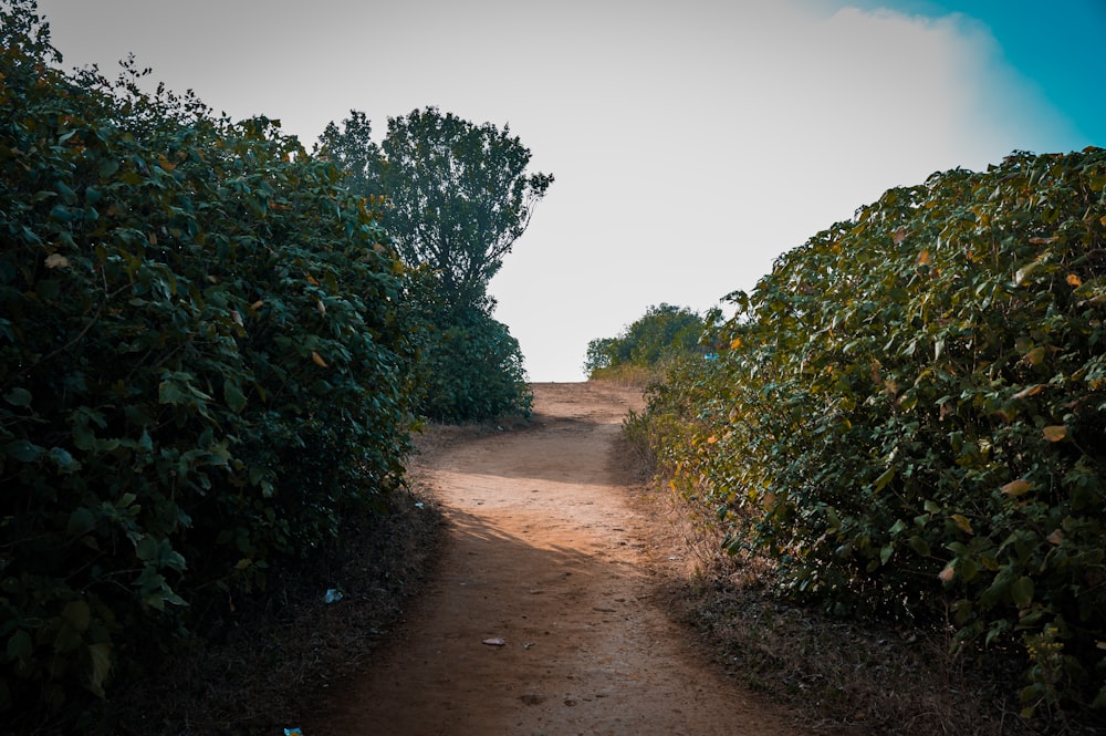a dirt road surrounded by bushes and trees