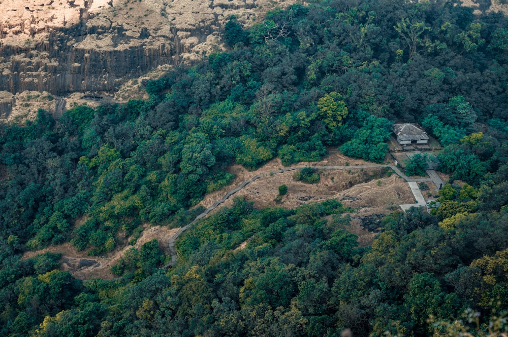 an aerial view of a lush green forest