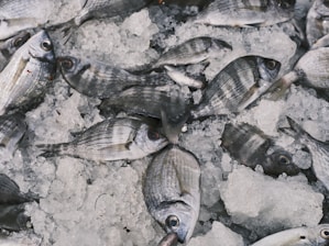Close-up of fresh seafood on ice, ready for wholesale distribution.