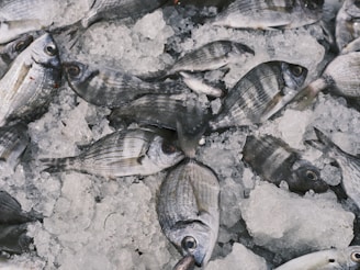 A pile of fresh fish lies on a bed of crushed ice. The fish appear to be neatly arranged, showcasing their silvery scales and distinct patterns. Most of the fish are whole and display a variety of sizes.