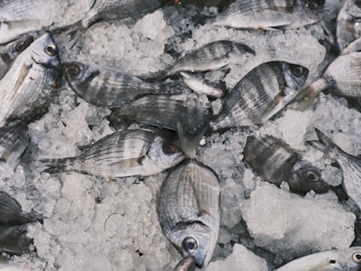 A pile of fresh fish lies on a bed of crushed ice. The fish appear to be neatly arranged, showcasing their silvery scales and distinct patterns. Most of the fish are whole and display a variety of sizes.
