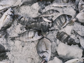 A pile of fresh fish lies on a bed of crushed ice. The fish appear to be neatly arranged, showcasing their silvery scales and distinct patterns. Most of the fish are whole and display a variety of sizes.