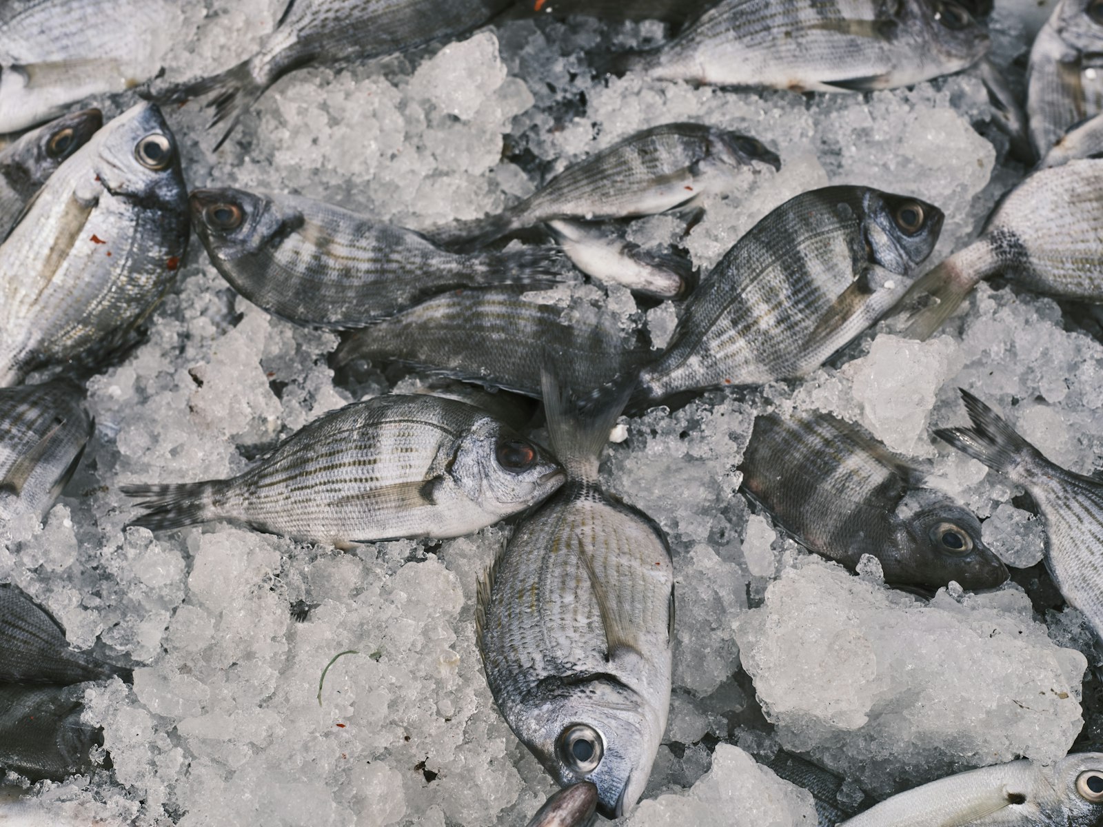 Fersk fisk på knust is i fiskedisken, til hjelp når du skal velge fersk eller frossen fisk