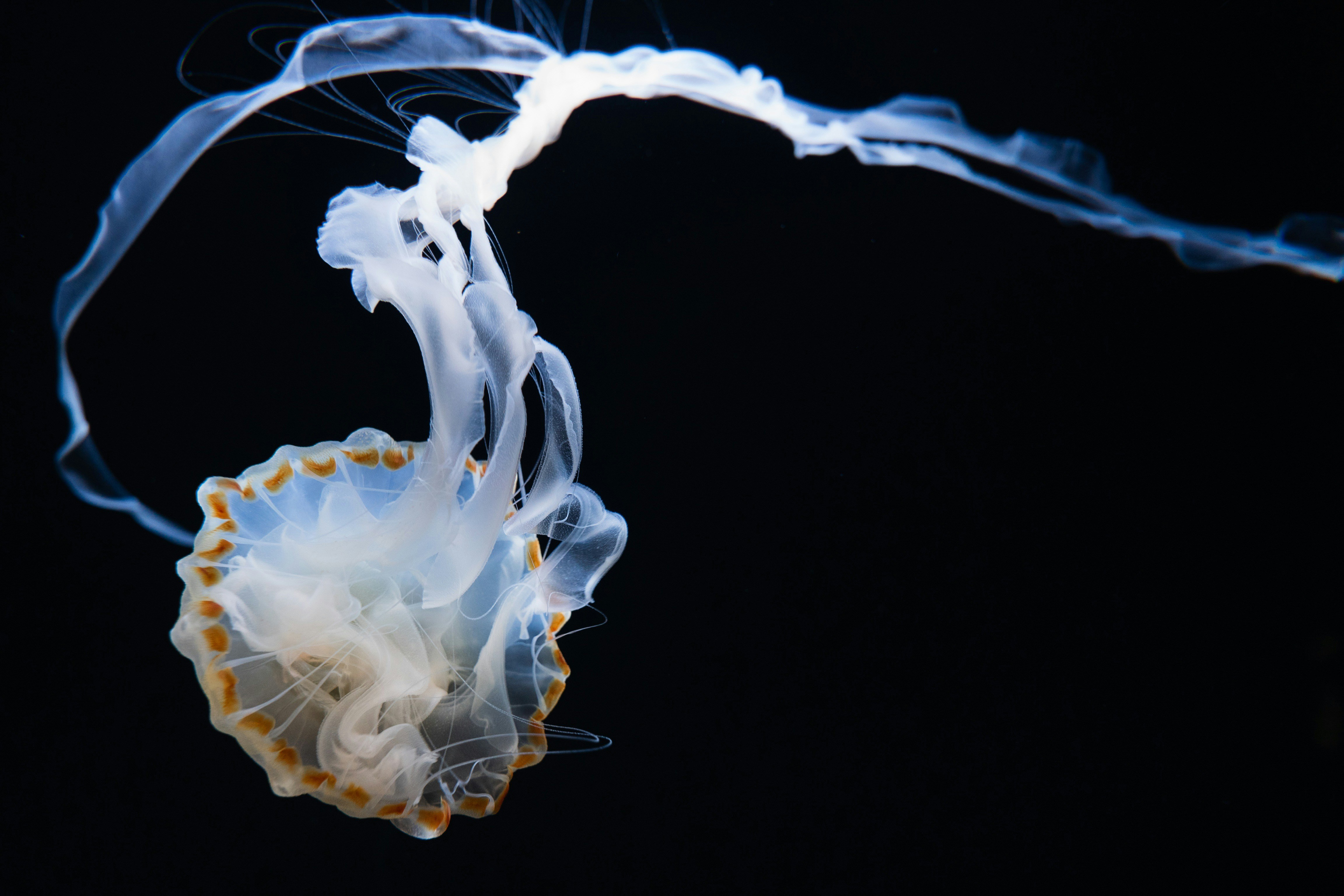 jellyfish in Sunshine Aquarium in Ikebukuro, Tokyo, Japan