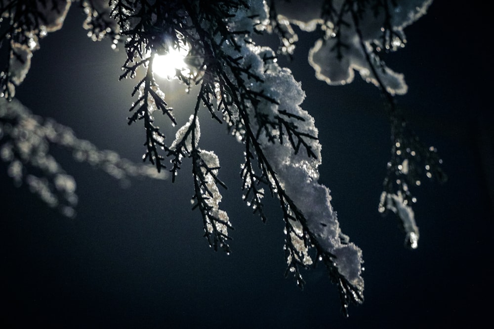 the sun shines through the snow - covered branches of a pine tree