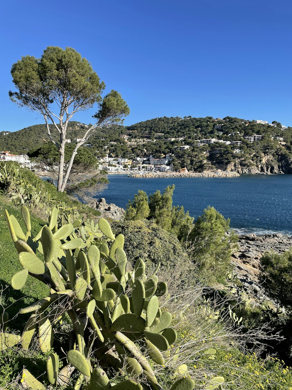 a body of water surrounded by trees and bushes