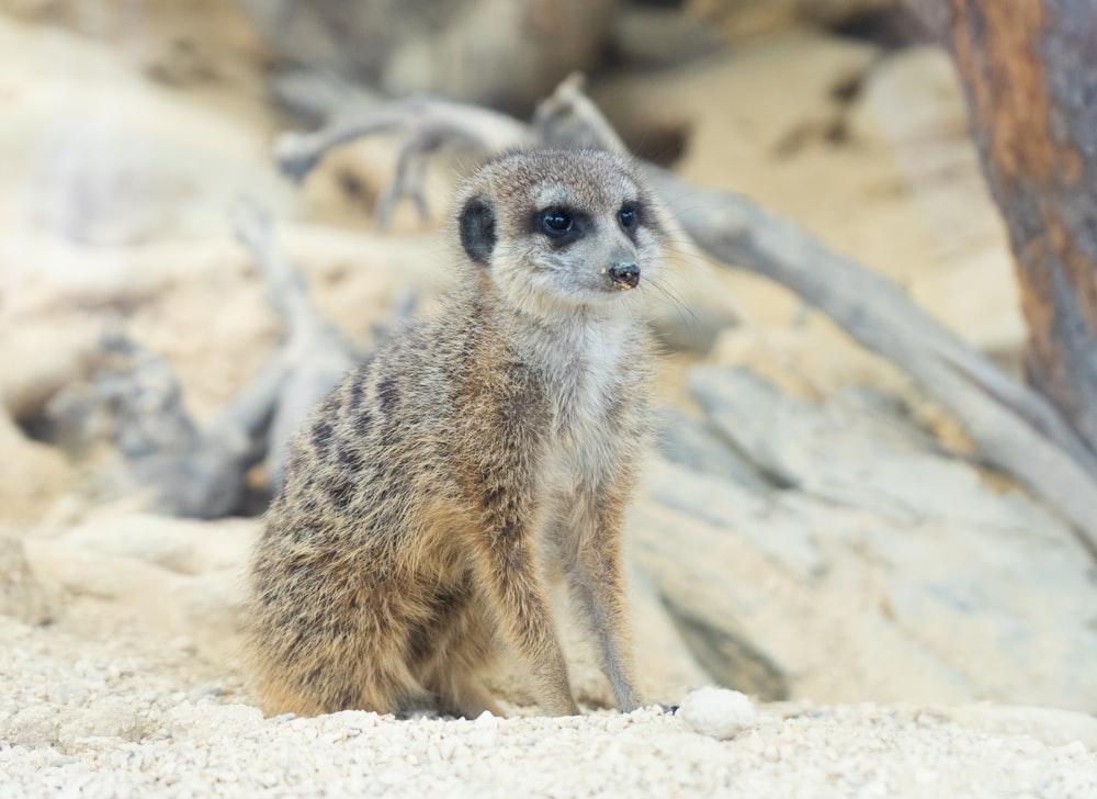 a small meerkat standing on top of a sandy ground