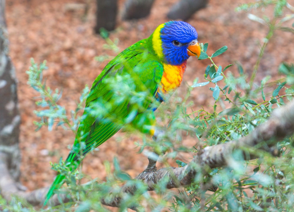 a colorful bird perched on top of a tree branch