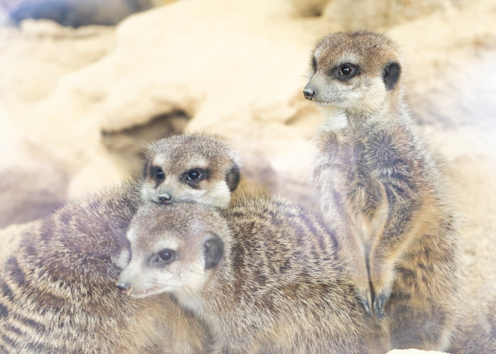 two small meerkats standing next to each other