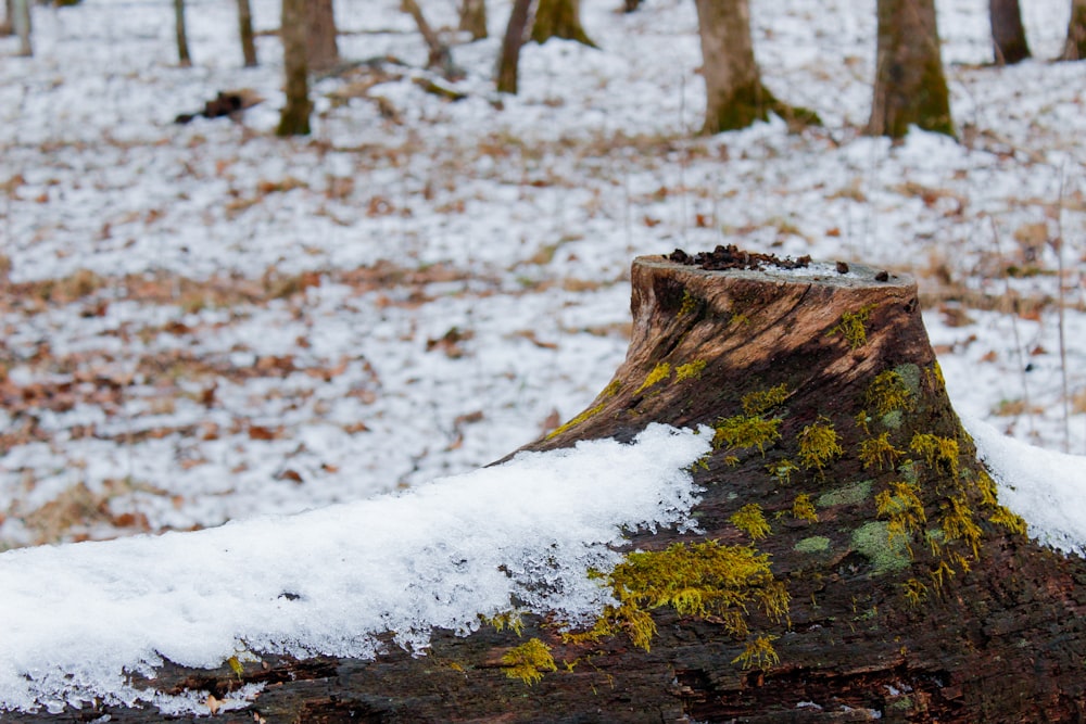 a tree stump is covered in snow in a wooded area