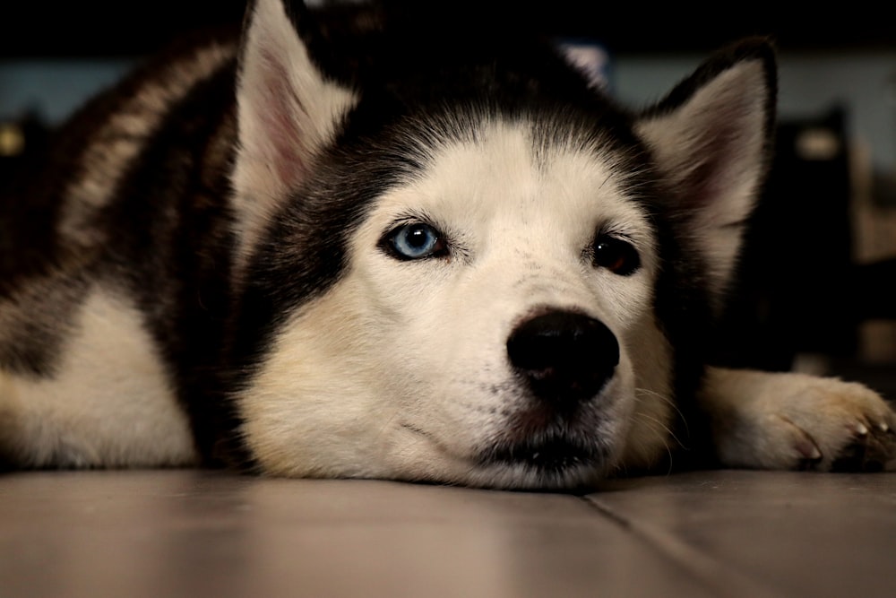 a close up of a dog laying on the ground