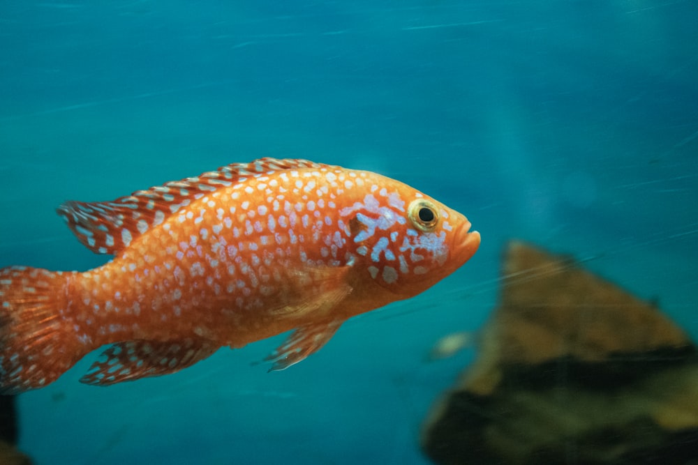 a close up of a fish in an aquarium